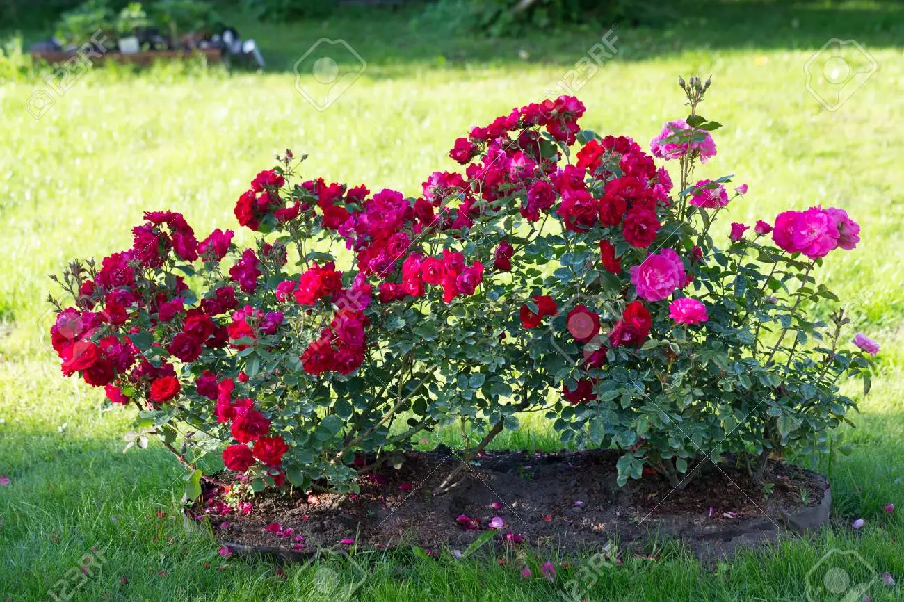 Useful Tips for Growing Roses
