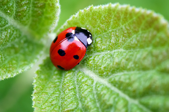 Which are the beneficial insects in your garden?