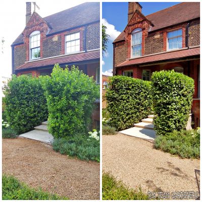 Hedge Trimming & Shaping