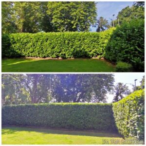 Hedge Trimming & Shaping