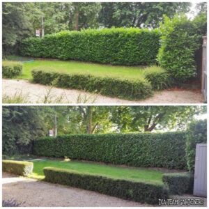 Hedge Trimming & Shaping