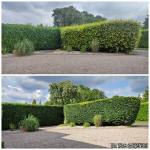 Hedge Trimming & Shaping