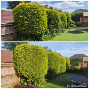 Hedge Trimming & Shaping