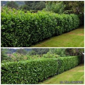 Hedge Trimming & Shaping