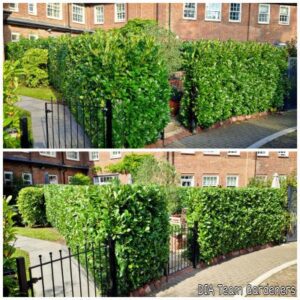 Hedge Trimming & Shaping