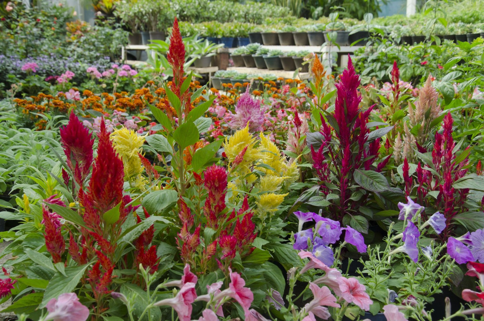 The Right Care for Your Flower Garden in November