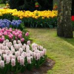 What to Do in the Late September to Have Lovely Flowers?