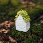 What you need to know about Scandinavian moss? – Part II