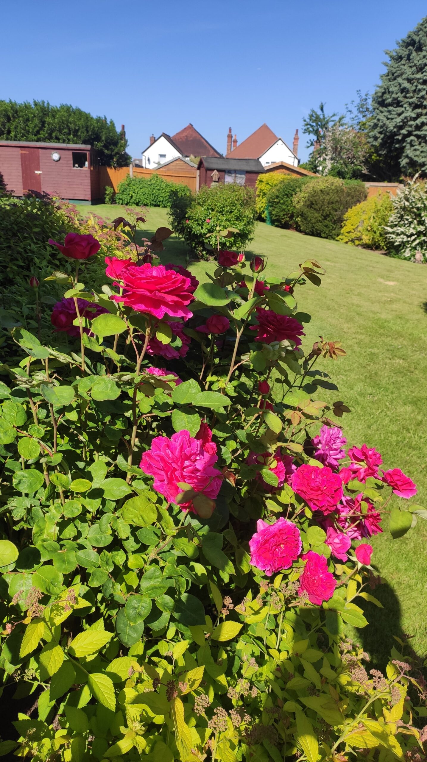Gardening Nurturing the Soul through Flower Care-min