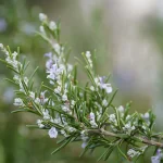 Rosemary: Rosemary In A London Garden Rosemary Inspired Tips By DIA TEAM  GARDENERS