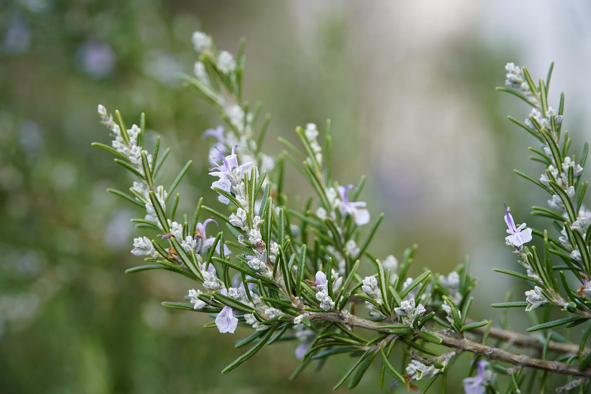 Rosemary In A London Garden Rosemary Inspired Tips By DIA TEAM GARDENERS
